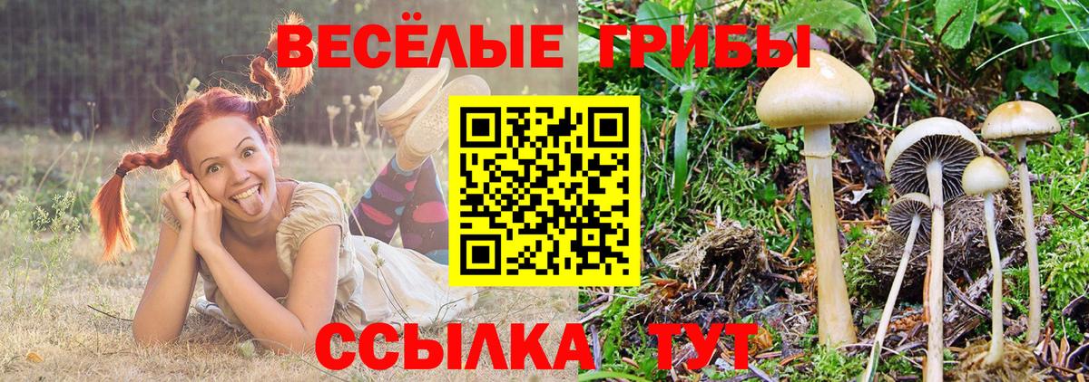 Галлюциногенные грибы Cubensis  Вход с VPN  Шатура 